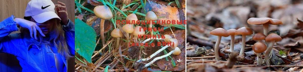PSILOCYBIN Богородицк
